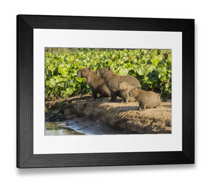 Framed Print : Pantanal, Mato Grosso, Brazil. Capybara family portrait along the riverbank of the Cuiaba River Framed Print : Pantanal, Mato Grosso, Brazil. Capybara family portrait along the riverbank of the Cuiaba River