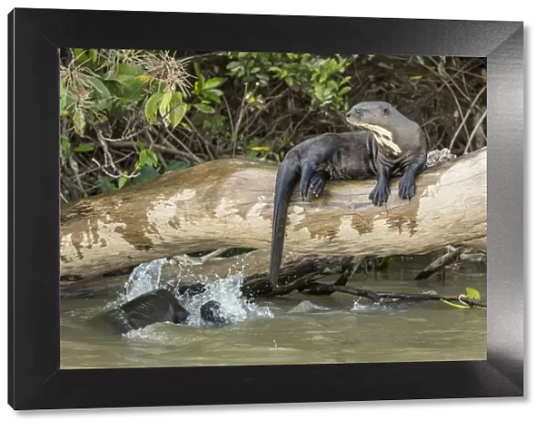 Pantanal, Mato Grosso, Brazil. Giant river otter reclining on a log while others