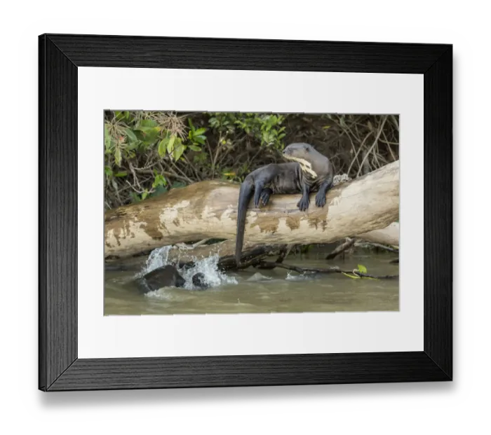 Framed Print : Pantanal, Mato Grosso, Brazil. Giant river otter reclining on a log while others Framed Print : Pantanal, Mato Grosso, Brazil. Giant river otter reclining on a log while others