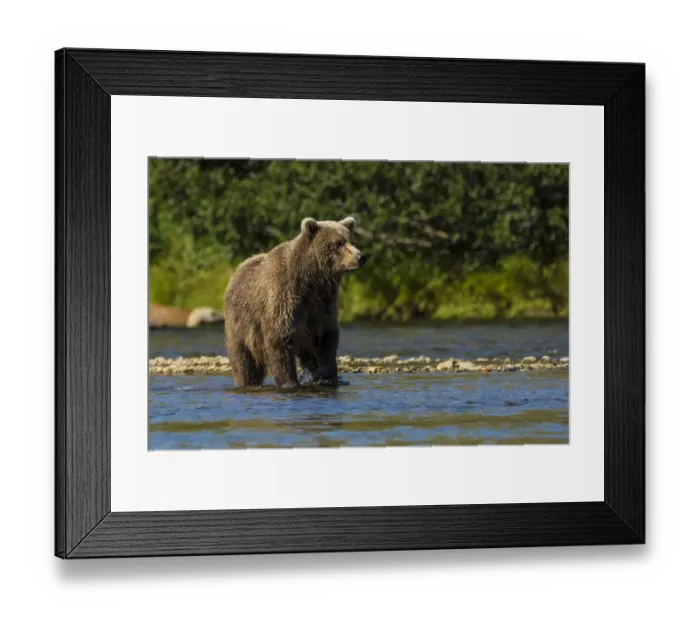 Framed Print : Grizzly or brown bear (Ursus arctos), Moraine Creek (River), Katmai National Park and Reserve Framed Print : Grizzly or brown bear (Ursus arctos), Moraine Creek (River), Katmai National Park and Reserve