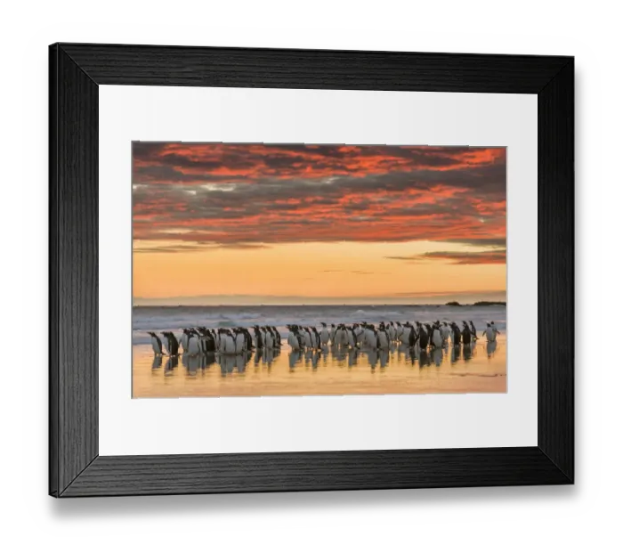 Framed Print : Gentoo Penguin (Pygoscelis papua) on the sandy beach of Volunteer Point. South America Framed Print : Gentoo Penguin (Pygoscelis papua) on the sandy beach of Volunteer Point. South America
