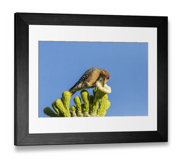 Framed Print : USA, Arizona, Sabino Canyon. Male gila woodpecker feeding on cactus blossom. Credit as Framed Print : USA, Arizona, Sabino Canyon. Male gila woodpecker feeding on cactus blossom. Credit as