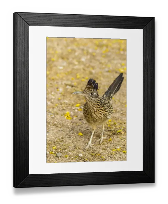 Framed Print : USA, Arizona, Sabino Canyon. Greater roadrunner walking Framed Print : USA, Arizona, Sabino Canyon. Greater roadrunner walking
