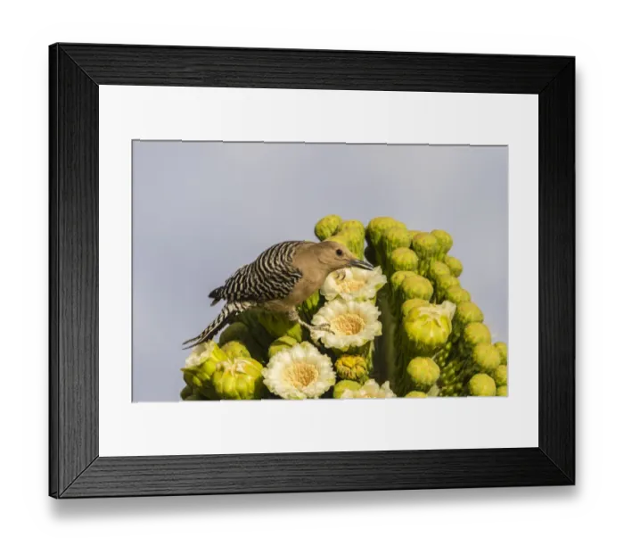 Framed Print : USA, Arizona, Sabino Canyon. Male gila woodpecker feeding on cactus blossom. Credit as Framed Print : USA, Arizona, Sabino Canyon. Male gila woodpecker feeding on cactus blossom. Credit as