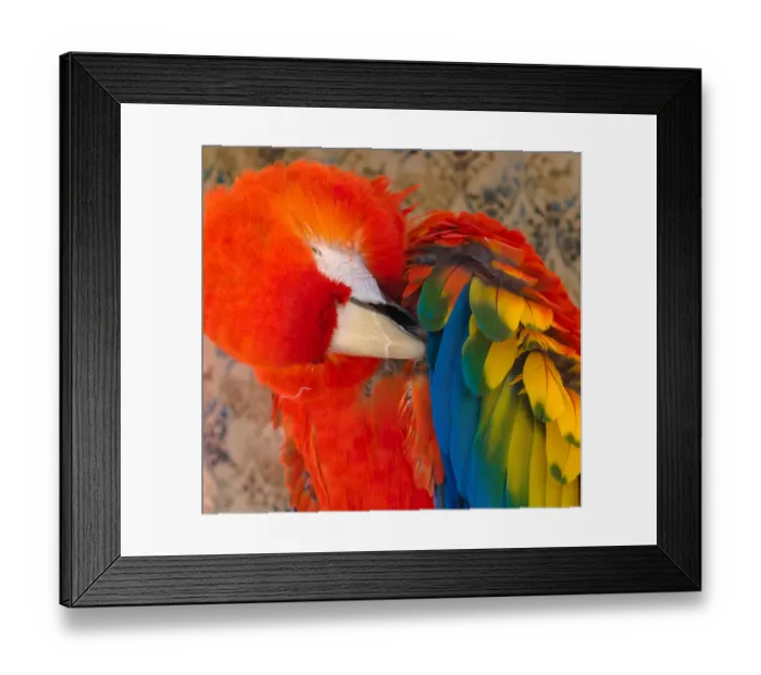 Framed Print : USA, Arizona, Goodyear. Close-up of macaw preening its feathers