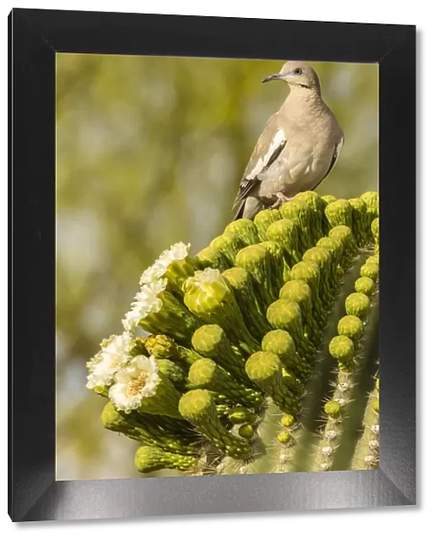 USA, Arizona, Sonoran Desert. White-winged dove on saguaro cactus. Credit as: Cathy