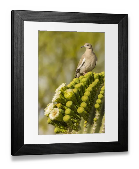 Framed Print : USA, Arizona, Sonoran Desert. White-winged dove on saguaro cactus. Credit as: Cathy Framed Print : USA, Arizona, Sonoran Desert. White-winged dove on saguaro cactus. Credit as: Cathy