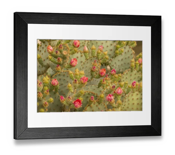 Framed Print : USA, Arizona, Sonoran Desert. Prickly pear cactus blossoms