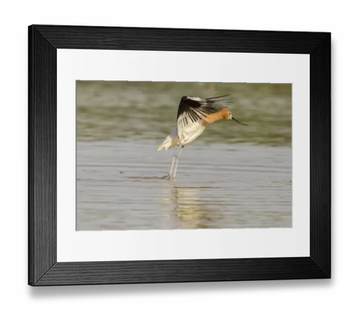 Framed Print : USA, Arizona, Gilbert Water Ranch. American avocet takes flight. Credit as: Cathy