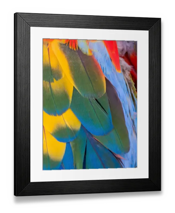Framed Print : USA, Arizona, Goodyear. Close-up of colorful macaw feathers Framed Print : USA, Arizona, Goodyear. Close-up of colorful macaw feathers