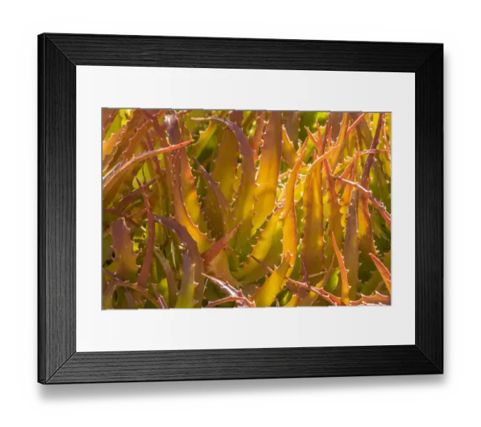 Framed Print : USA, Arizona, Desert Botanic Garden. Backlit agave cactus
