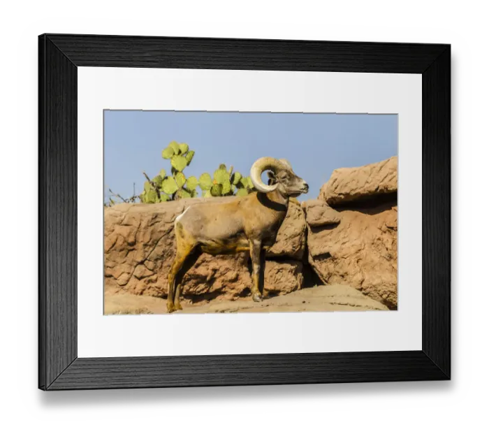 Framed Print : USA, Arizona, Arizona-Sonora Desert Museum. Desert bighorn ram. Credit as: Cathy