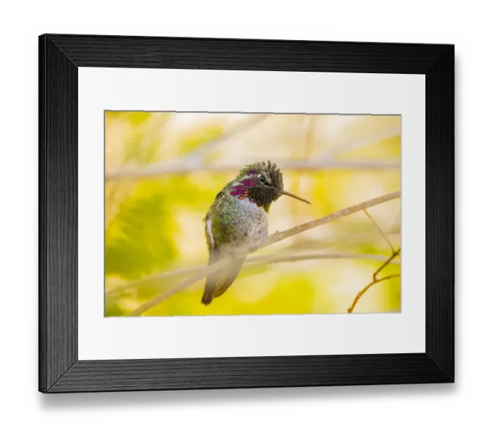 Framed Print : USA, Arizona, Lake Havasu City. Close-up of Annas Hummingbird. Credit as Fred J