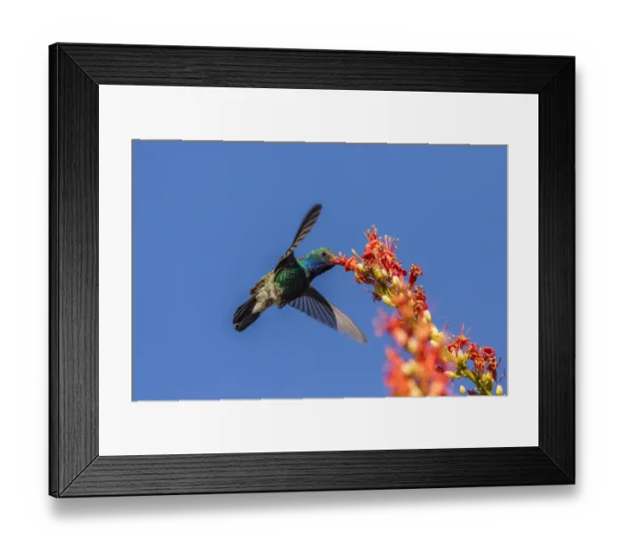 Framed Print : USA, Arizona, Sabino Canyon. Male broad-billed hummingbird feeding on ocotillo blossoms Framed Print : USA, Arizona, Sabino Canyon. Male broad-billed hummingbird feeding on ocotillo blossoms