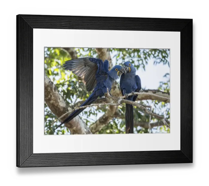 Framed Print : Pantanal, Mato Grosso, Brazil. Mated pair of Hyacinth Macaws showing affection as Framed Print : Pantanal, Mato Grosso, Brazil. Mated pair of Hyacinth Macaws showing affection as