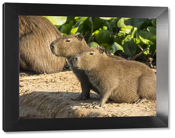 Pantanal, Mato Grosso, Brazil. Portrait of two young Capybaras sitting along the