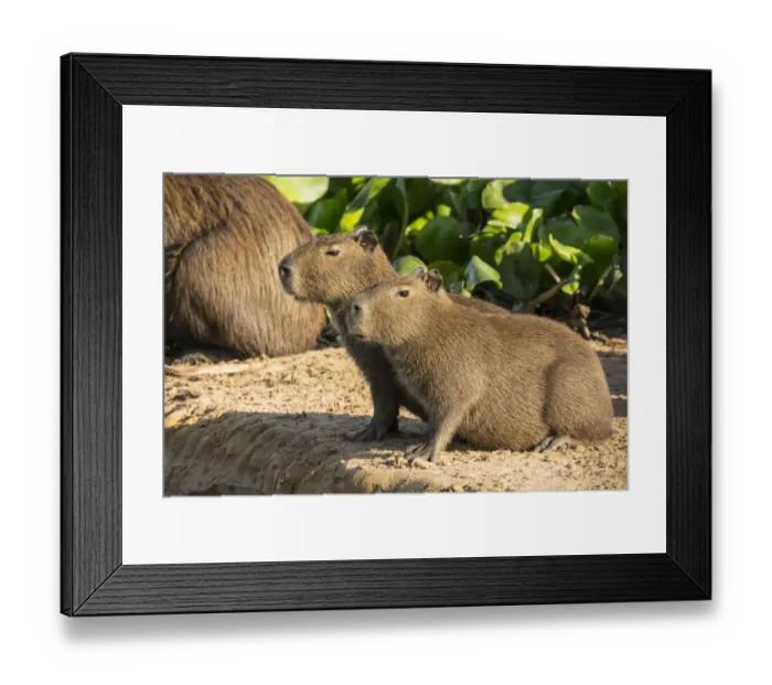 Framed Print : Pantanal, Mato Grosso, Brazil. Portrait of two young Capybaras sitting along Framed Print : Pantanal, Mato Grosso, Brazil. Portrait of two young Capybaras sitting along