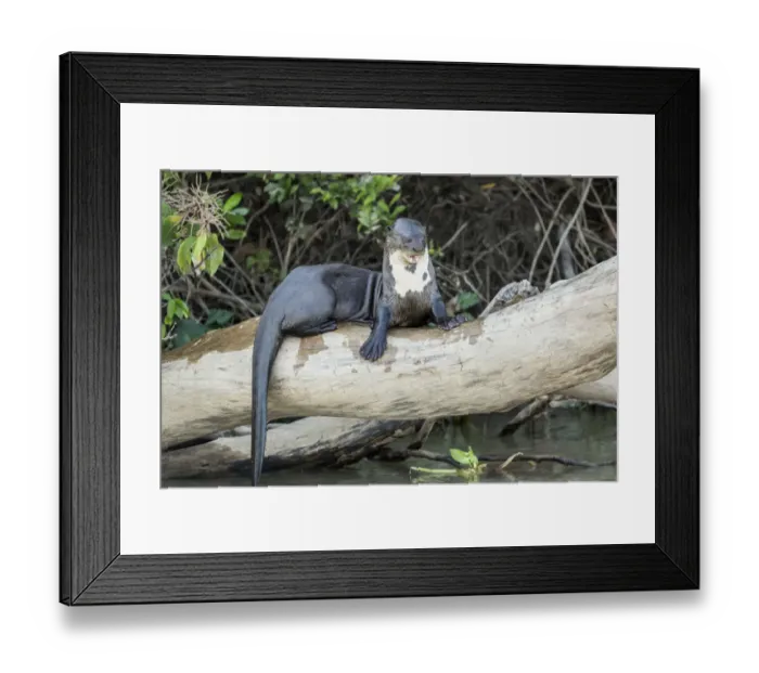 Framed Print : Pantanal, Mato Grosso, Brazil. Giant River Otter growling at other who want on the log Framed Print : Pantanal, Mato Grosso, Brazil. Giant River Otter growling at other who want on the log