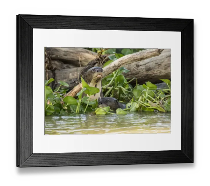 Framed Print : Pantanal, Mato Grosso, Brazil. Two Giant River Otters swimming in the Water Hyacinths Framed Print : Pantanal, Mato Grosso, Brazil. Two Giant River Otters swimming in the Water Hyacinths