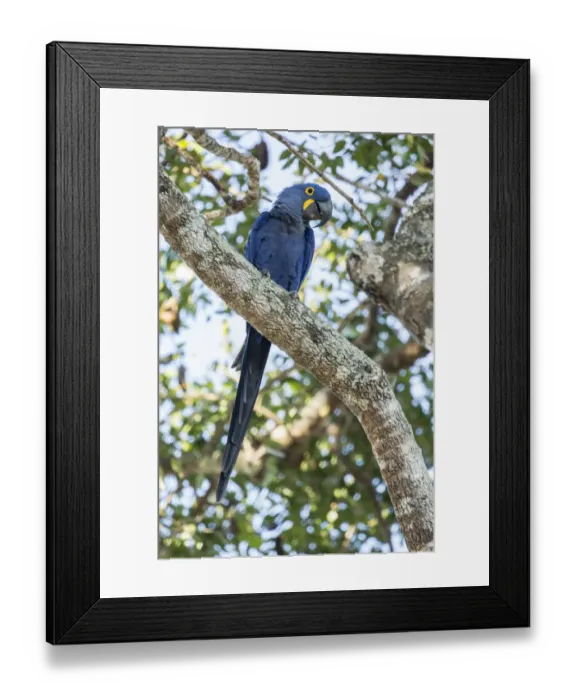 Framed Print : Pantanal, Mato Grosso, Brazil. Hyacinth Macaw perched in a tree Framed Print : Pantanal, Mato Grosso, Brazil. Hyacinth Macaw perched in a tree