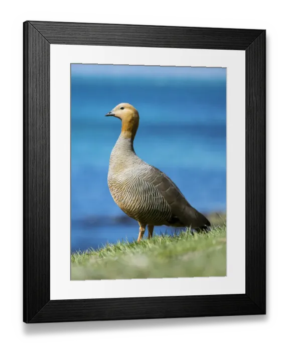 Framed Print : Ruddy-headed Goose (Chloephaga rubidiceps) in tidal area of Carcass Island. South America Framed Print : Ruddy-headed Goose (Chloephaga rubidiceps) in tidal area of Carcass Island. South America