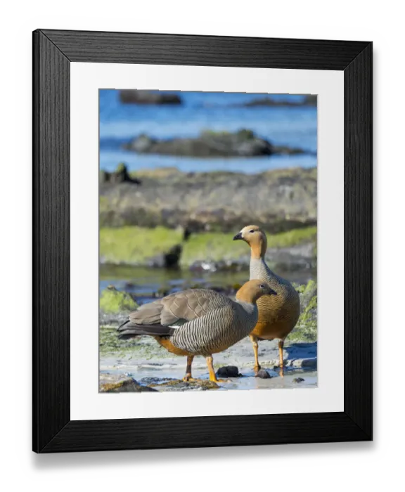 Framed Print : Ruddy-headed Goose (Chloephaga rubidiceps) in tidal area of Carcass Island. South America