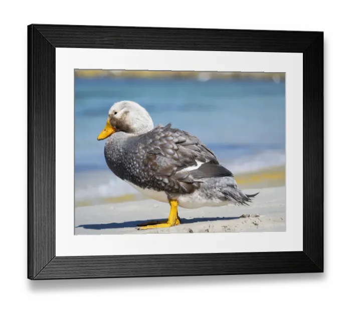 Framed Print : Male Falkland flightless Steamer duck (Tachyeres brachypterus) endemic to the Falkland Islands Framed Print : Male Falkland flightless Steamer duck (Tachyeres brachypterus) endemic to the Falkland Islands