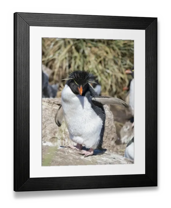 Framed Print : Rockhopper Penguin (Eudyptes chrysocome chrysocome), subspecies western rockhopper penguin Framed Print : Rockhopper Penguin (Eudyptes chrysocome chrysocome), subspecies western rockhopper penguin