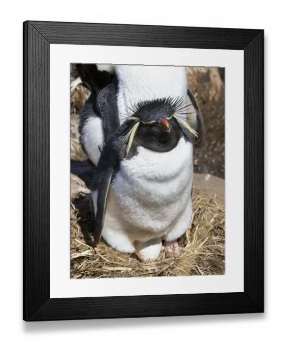 Framed Print : Rockhopper Penguin (Eudyptes chrysocome chrysocome) on nest, subspecies western rockhopper penguin Framed Print : Rockhopper Penguin (Eudyptes chrysocome chrysocome) on nest, subspecies western rockhopper penguin