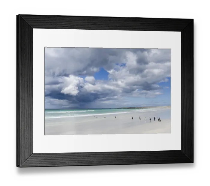 Framed Print : Magellanic Penguin (Spheniscus magellanicus) at beach. South America, Falkland Islands Framed Print : Magellanic Penguin (Spheniscus magellanicus) at beach. South America, Falkland Islands