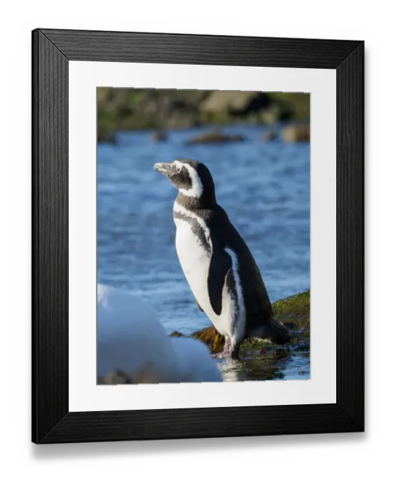 Framed Print : Magellanic Penguin (Spheniscus magellanicus) at rocky shore