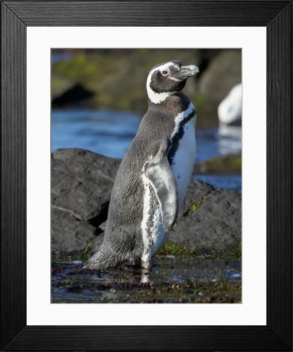 Framed Print : Magellanic Penguin (Spheniscus magellanicus) at rocky shore