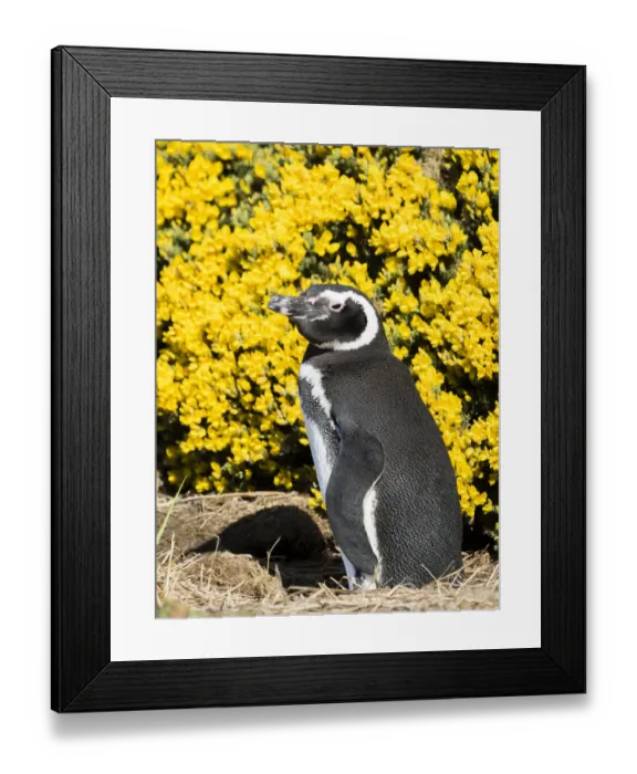 Framed Print : Magellanic Penguin (Spheniscus magellanicus) at burrow in front of yellow flowering gorse Framed Print : Magellanic Penguin (Spheniscus magellanicus) at burrow in front of yellow flowering gorse
