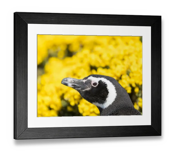 Framed Print : Magellanic Penguin (Spheniscus magellanicus) at burrow in front of yellow flowering gorse