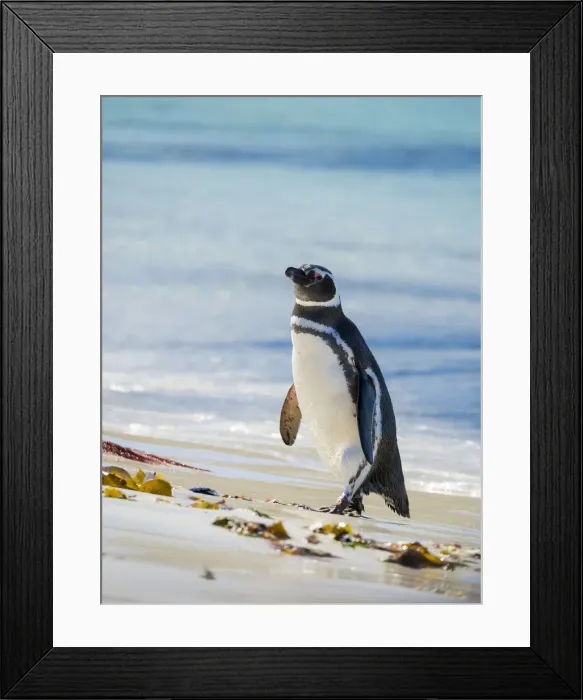 Framed Print : Magellanic Penguin (Spheniscus magellanicus) at beach. South America, Falkland Islands Framed Print : Magellanic Penguin (Spheniscus magellanicus) at beach. South America, Falkland Islands