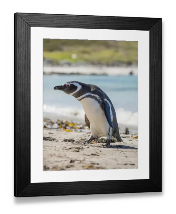 Framed Print : Magellanic Penguin (Spheniscus magellanicus) at beach. South America, Falkland Islands Framed Print : Magellanic Penguin (Spheniscus magellanicus) at beach. South America, Falkland Islands