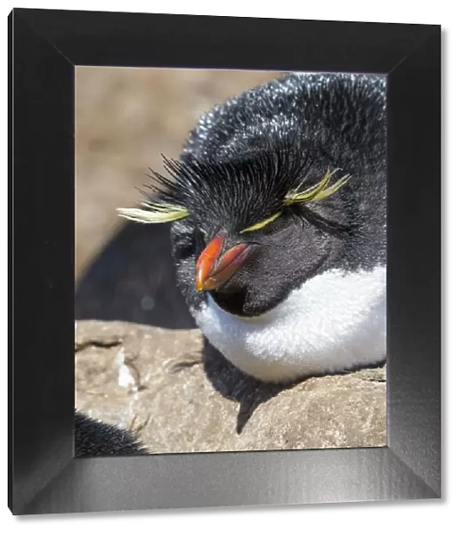 Rockhopper Penguin (Eudyptes chrysocome), subspecies western rockhopper penguin