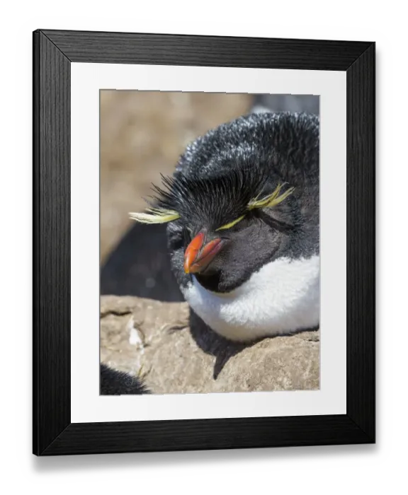 Framed Print : Rockhopper Penguin (Eudyptes chrysocome), subspecies western rockhopper penguin Framed Print : Rockhopper Penguin (Eudyptes chrysocome), subspecies western rockhopper penguin