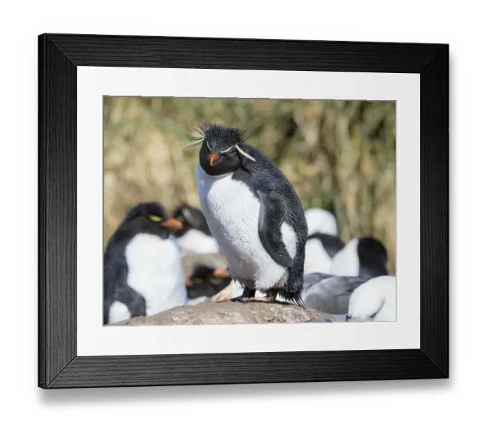 Framed Print : Rockhopper Penguin (Eudyptes chrysocome), subspecies western rockhopper penguin
