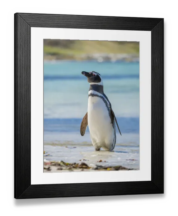 Framed Print : Magellanic Penguin (Spheniscus magellanicus) at beach. South America, Falkland Islands