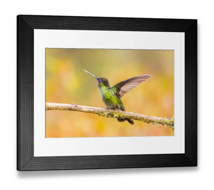 Framed Print : Central America, Costa Rica. Female talamanca hummingbird on limb Framed Print : Central America, Costa Rica. Female talamanca hummingbird on limb