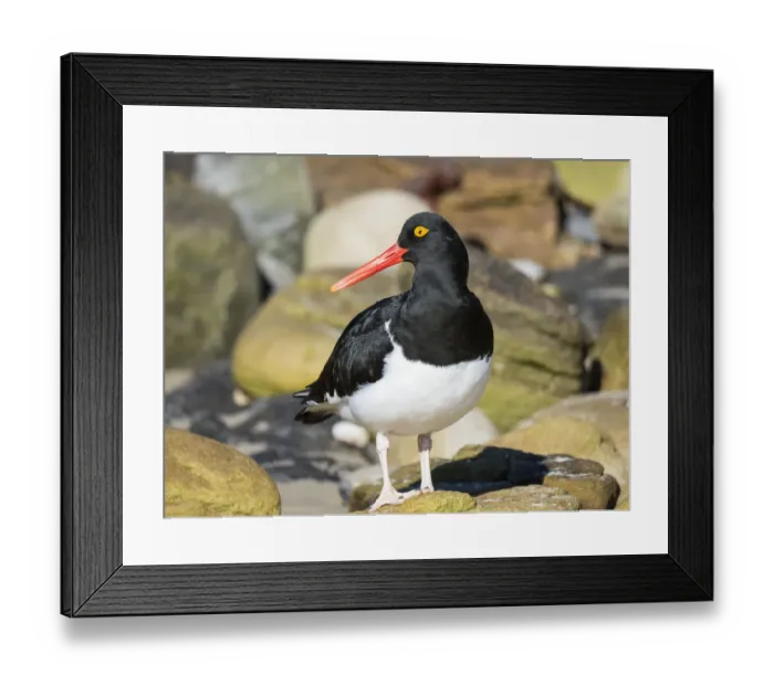 Framed Print : Magellanic Oystercatcher (Haematopus leucopodus), Falkland Islands, Carcass Island Framed Print : Magellanic Oystercatcher (Haematopus leucopodus), Falkland Islands, Carcass Island