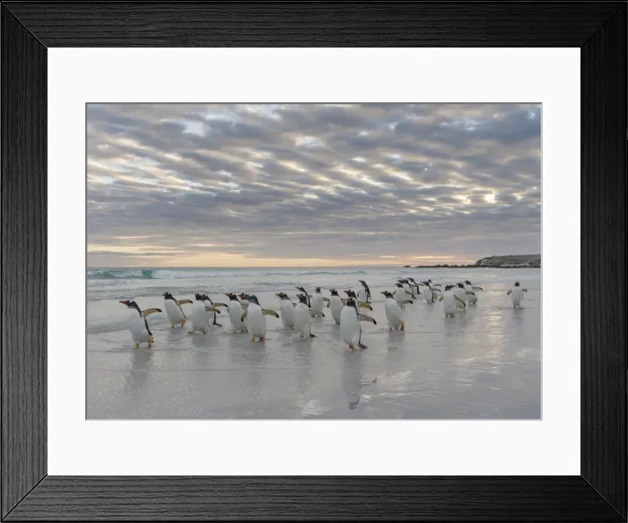 Framed Print : Gentoo Penguin (Pygoscelis papua) on the sandy beach of Volunteer Point. South America Framed Print : Gentoo Penguin (Pygoscelis papua) on the sandy beach of Volunteer Point. South America