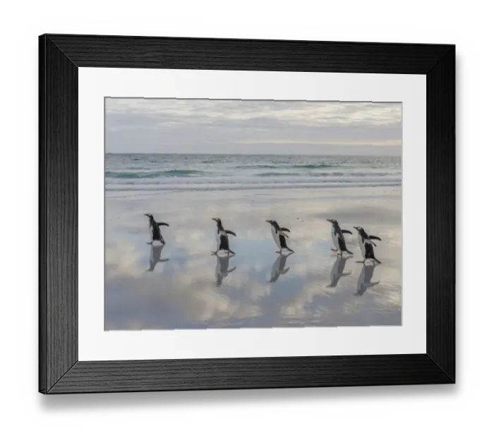 Framed Print : Gentoo Penguin (Pygoscelis papua) on the sandy beach of Volunteer Point. South America Framed Print : Gentoo Penguin (Pygoscelis papua) on the sandy beach of Volunteer Point. South America