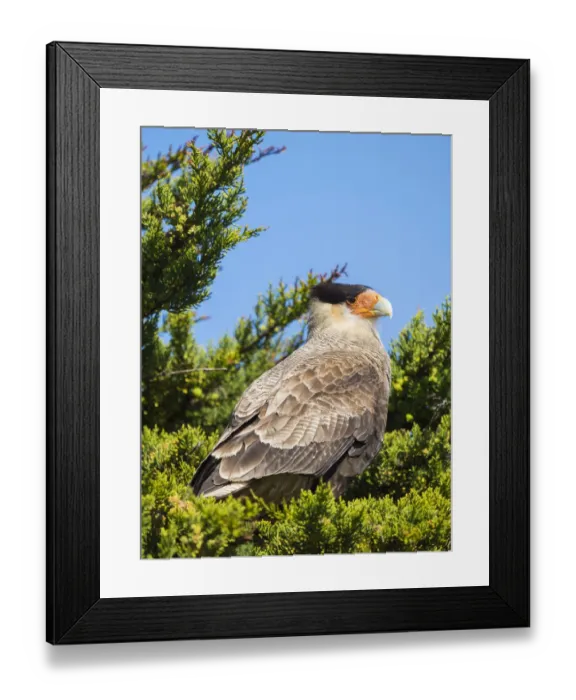 Framed Print : Southern crested caracara (Caracara plancus), Carcass Island, Falkland Islands