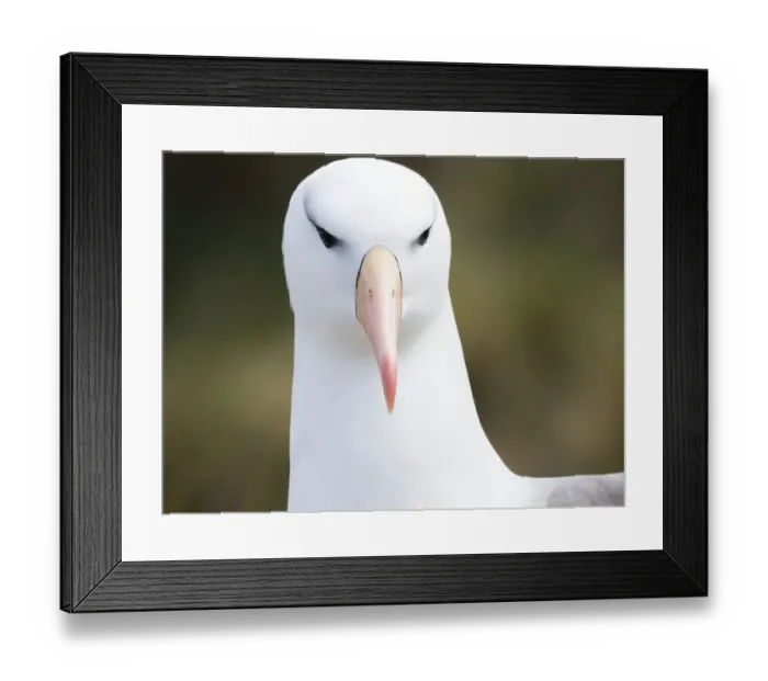 Framed Print : Black-browed albatross or black-browed mollymawk (Thalassarche melanophris). South America Framed Print : Black-browed albatross or black-browed mollymawk (Thalassarche melanophris). South America