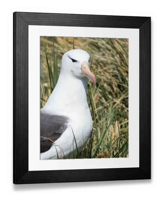 Framed Print : Black-browed albatross or black-browed mollymawk (Thalassarche melanophris). South America Framed Print : Black-browed albatross or black-browed mollymawk (Thalassarche melanophris). South America