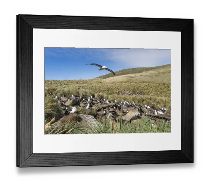Framed Print : Black-browed albatross or black-browed mollymawk (Thalassarche melanophris). Rockhopper Penguin Framed Print : Black-browed albatross or black-browed mollymawk (Thalassarche melanophris). Rockhopper Penguin