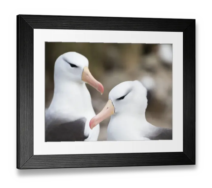 Framed Print : Black-browed albatross or black-browed mollymawk (Thalassarche melanophris). South America Framed Print : Black-browed albatross or black-browed mollymawk (Thalassarche melanophris). South America