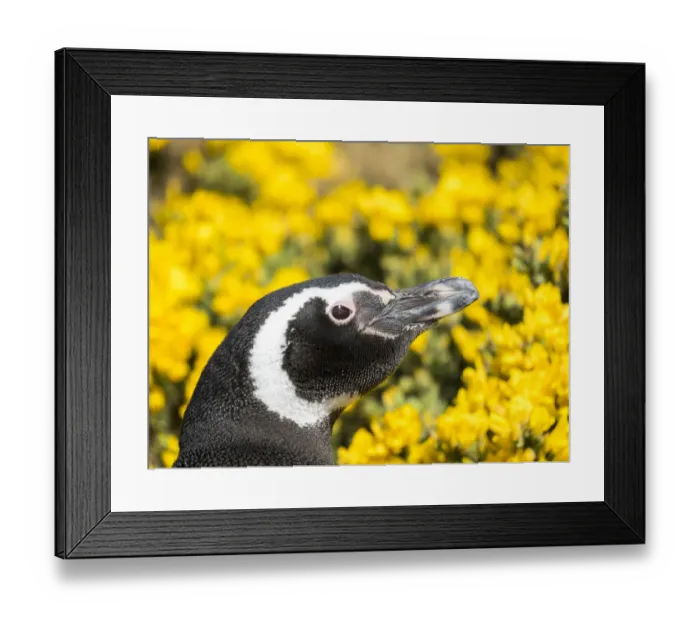 Framed Print : Magellanic Penguin (Spheniscus magellanicus) at burrow in front of yellow flowering gorse
